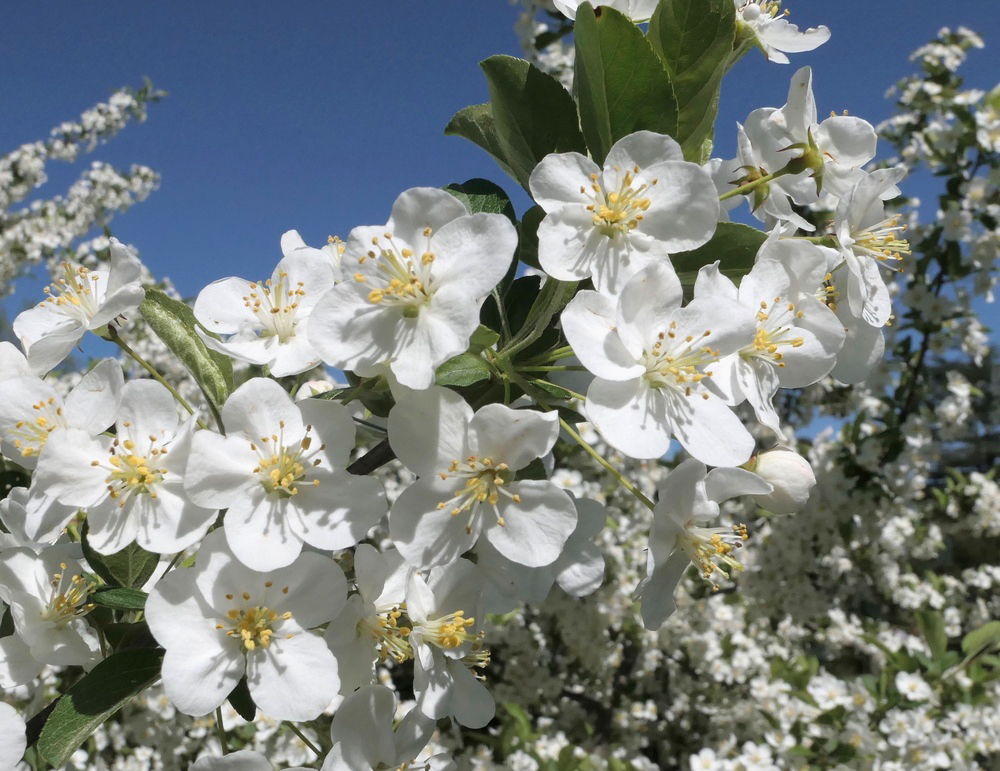 White flowers of a Sargent Crabapple