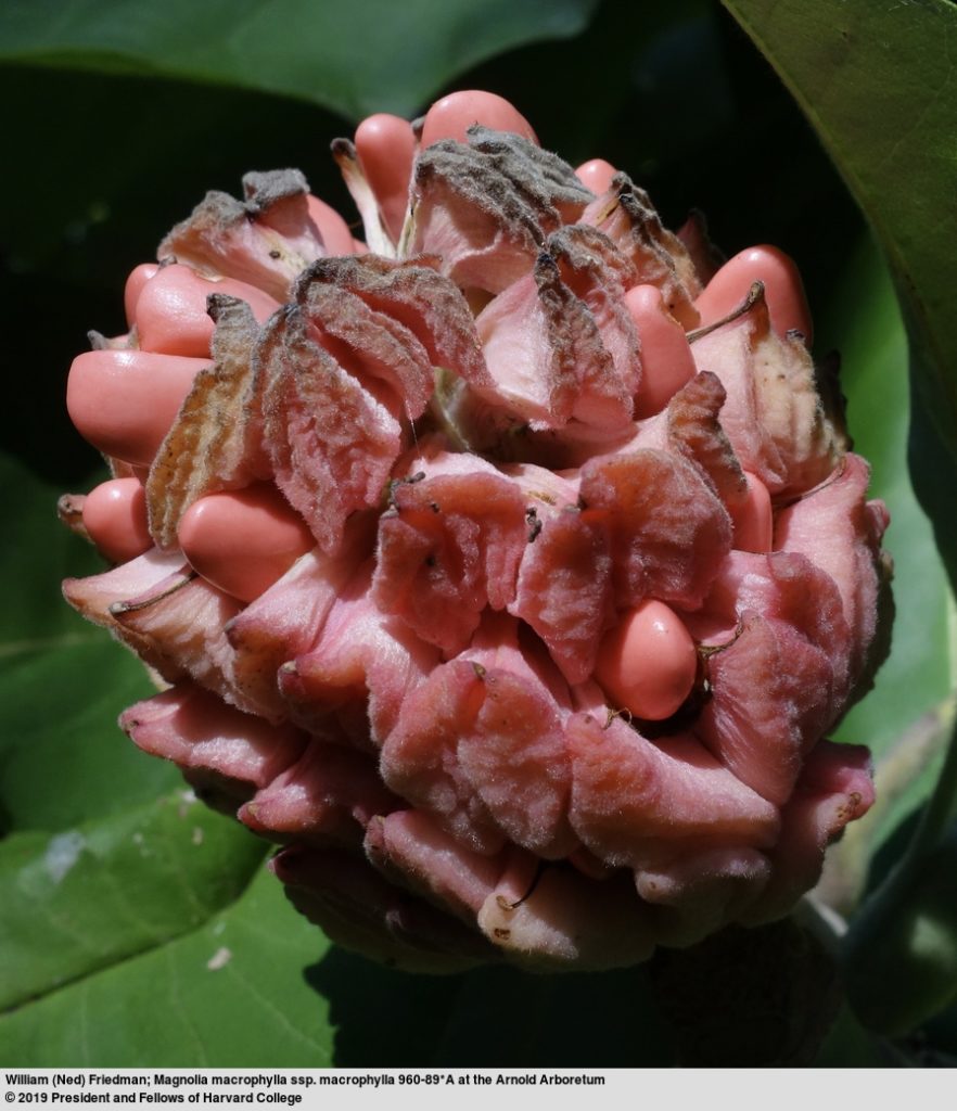 Bigleaf magnolia fruit