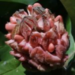 Bigleaf magnolia fruit