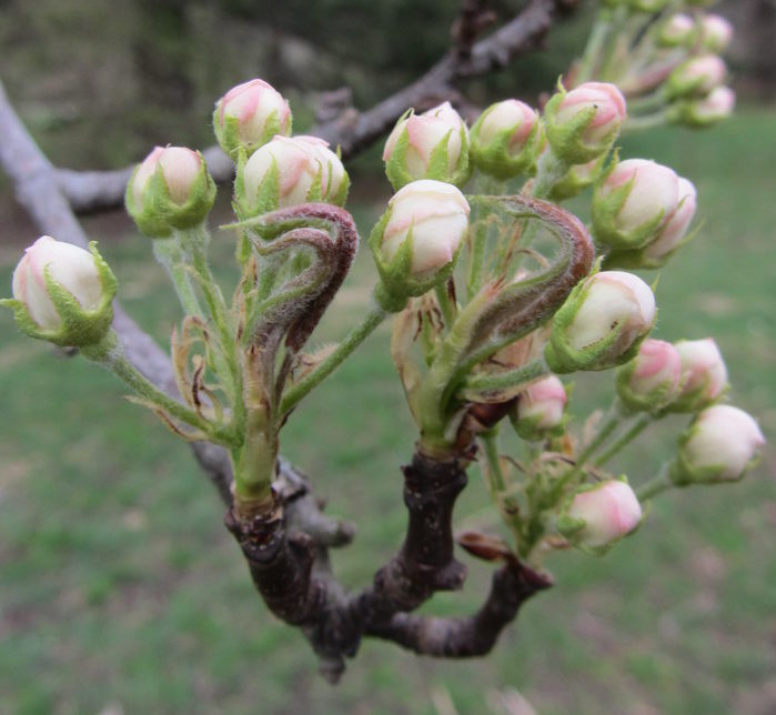 Flower buds of Pyrus pyrifolia