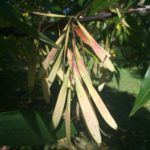 Seeds of American Ash
