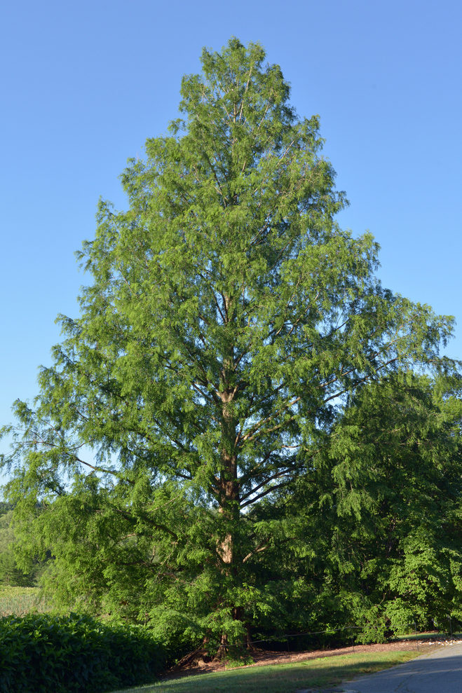 metasequoia tree