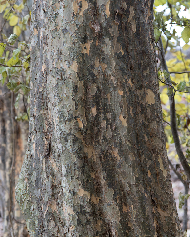 Fluted trunk of Mottled gray bark of Parrotia persica showing mottled bark