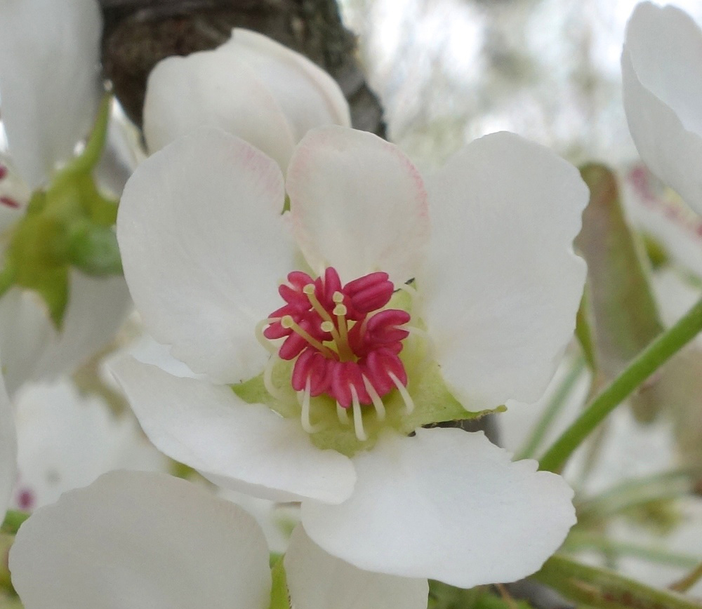 Flower of Pyrus pyrifolia
