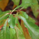 Leaves of Franklinia alatamaha