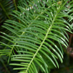 Foliage of Cephalotaxus sinensis