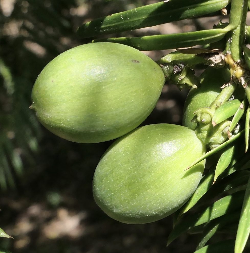 Cones of Cephalotaxus sinensis