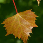 Young leaf of TIlia mongolica 648-2010*A