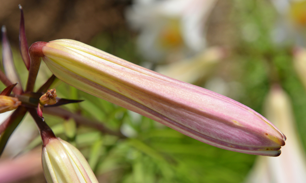 Opening flower of Lilium regale
