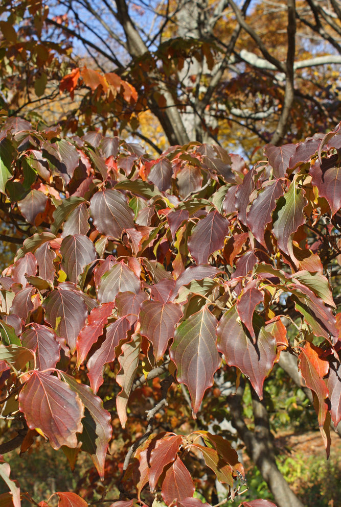 Fall foliage of Cornus kousa