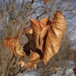 Dead leaves of Cercis chinensis