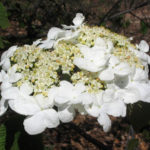 Flower of Forked Viburnum