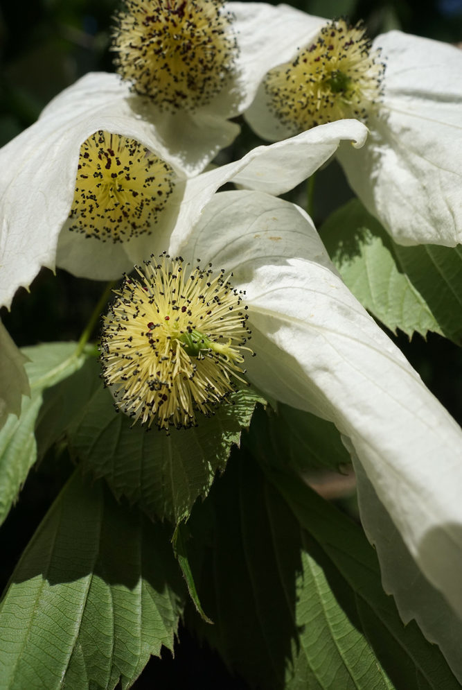 Infloresence of Davidia involucrata var. vilmoriniana
