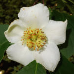 Flower of Stewartia sinensis