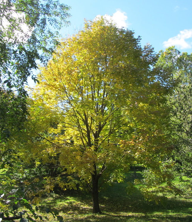 Stems of American Ash in fall color