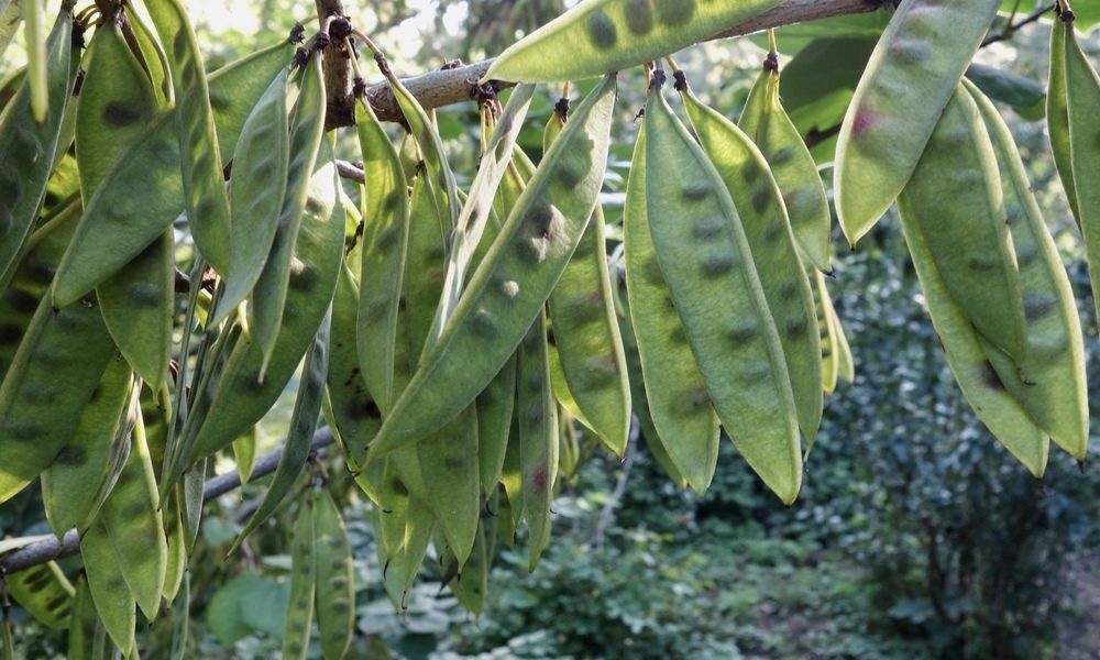 Developing fruit of Cercis chinensis