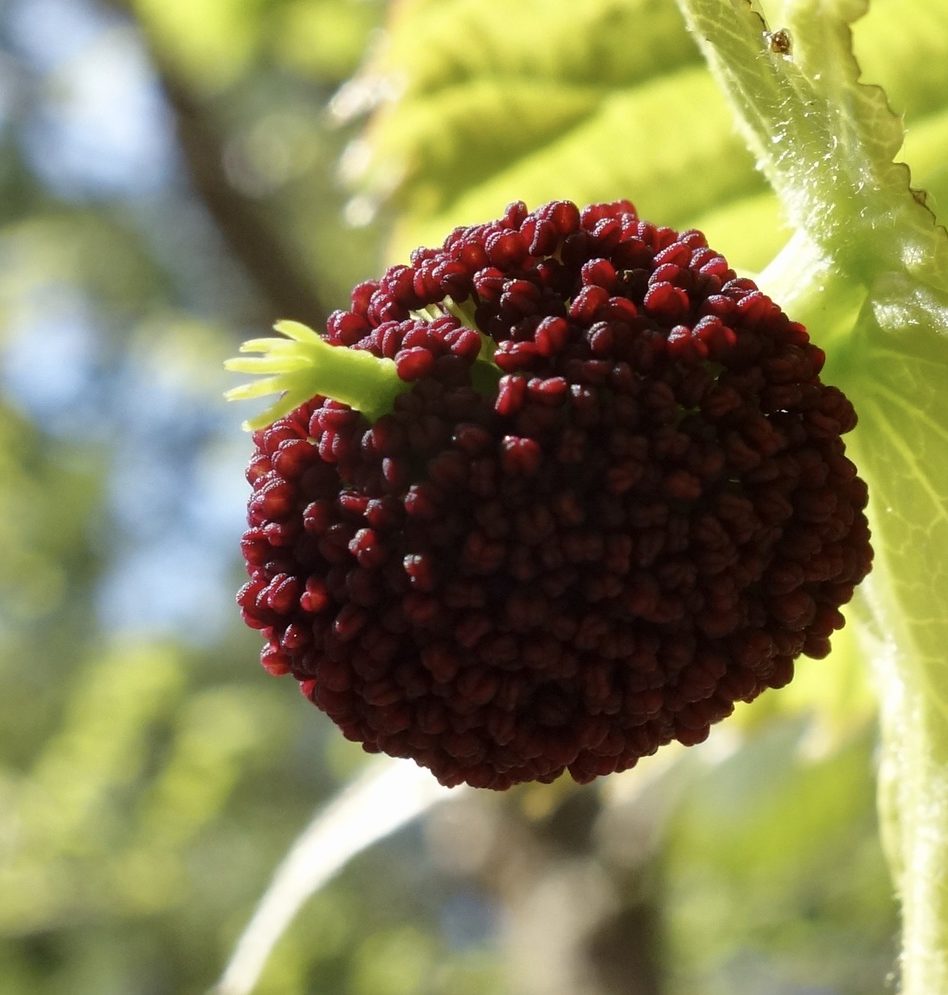 Infloresence of Davidia involucrata var. vilmoriniana