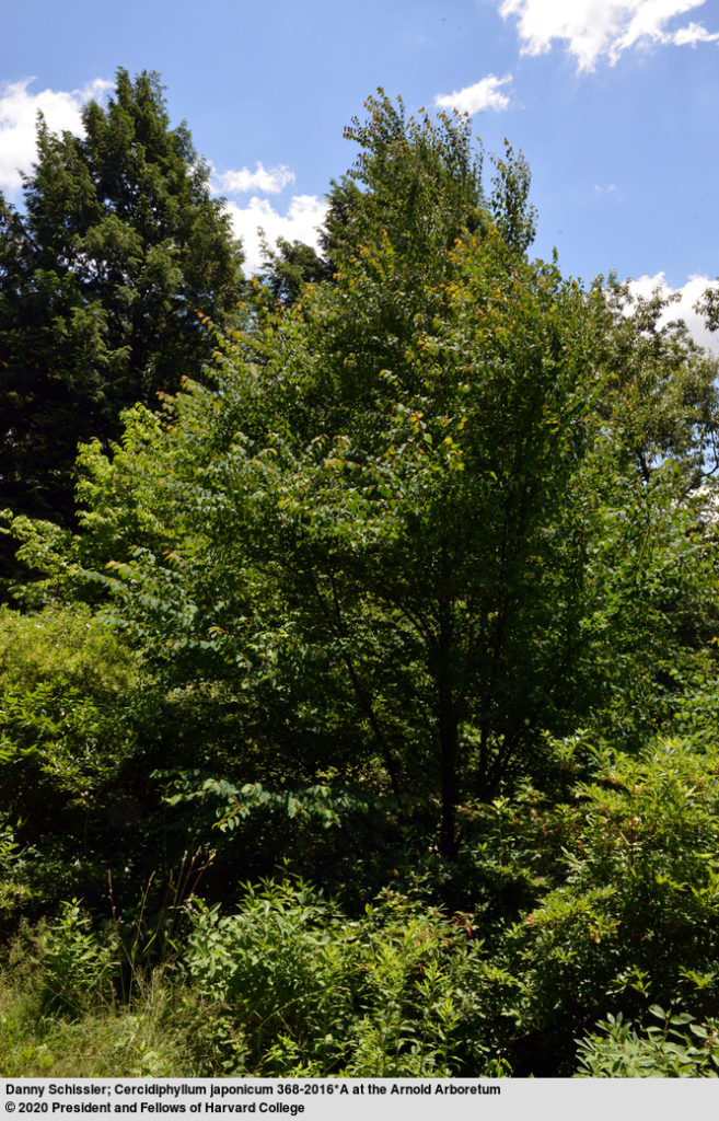 Cercidiphyllum japonicum 368-2016*A