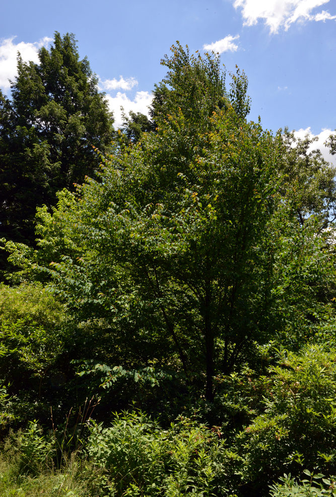 Young plant with summer foliage.