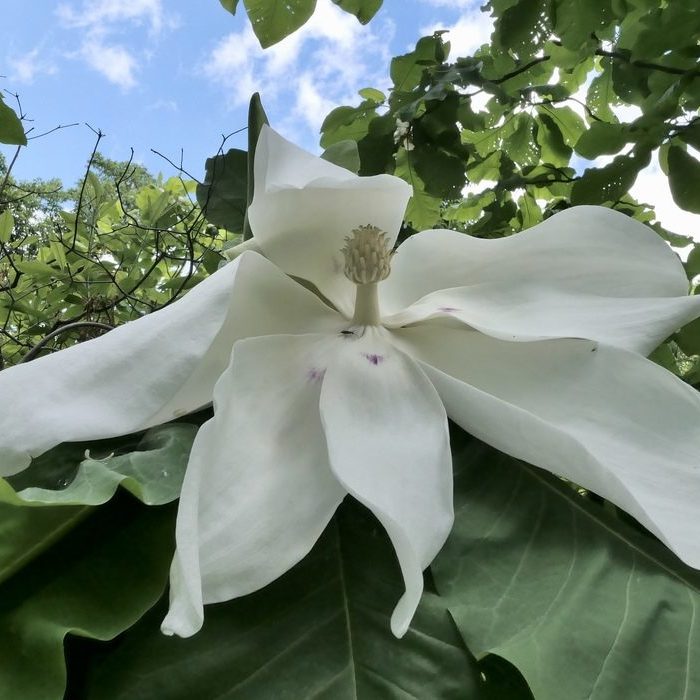 Large flower of Bigleaf magnolia (Magnolia macrophylla)