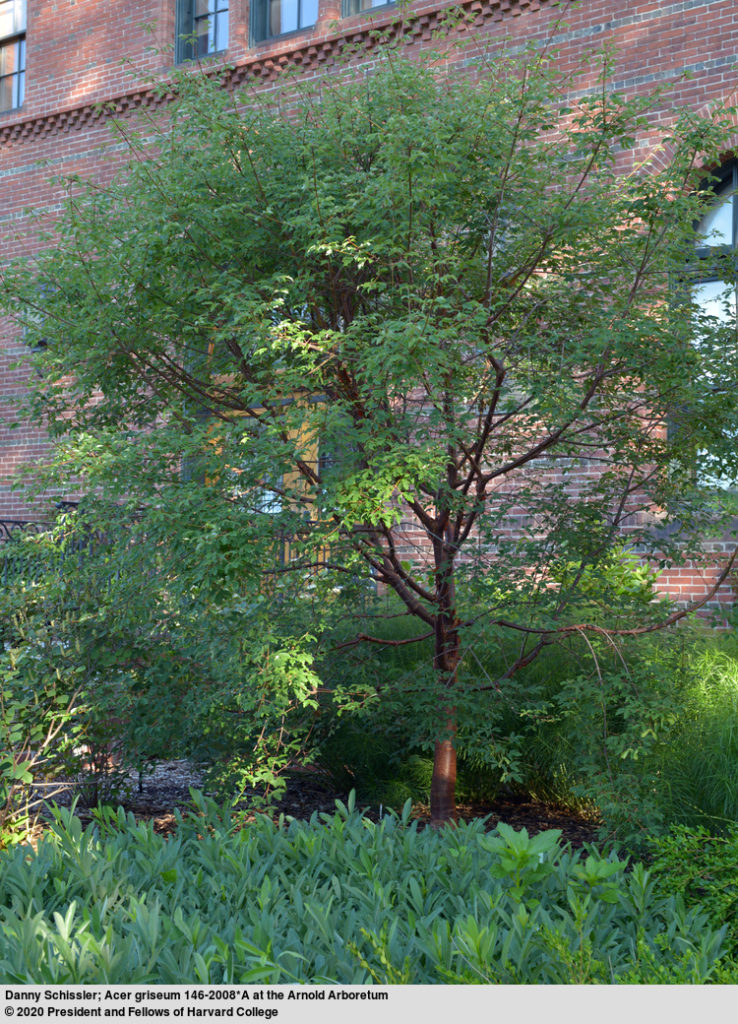 Acer griseum 146-2008*A