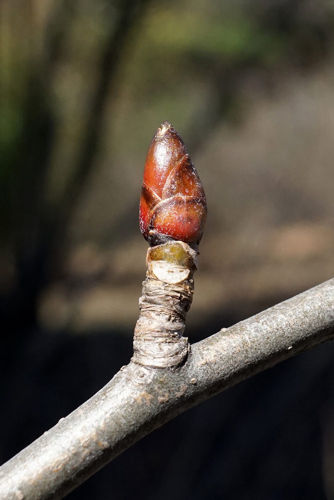 Bud of Davidia involucrata var. vilmoriniana
