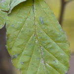 Simple leaf of Parrotia persica