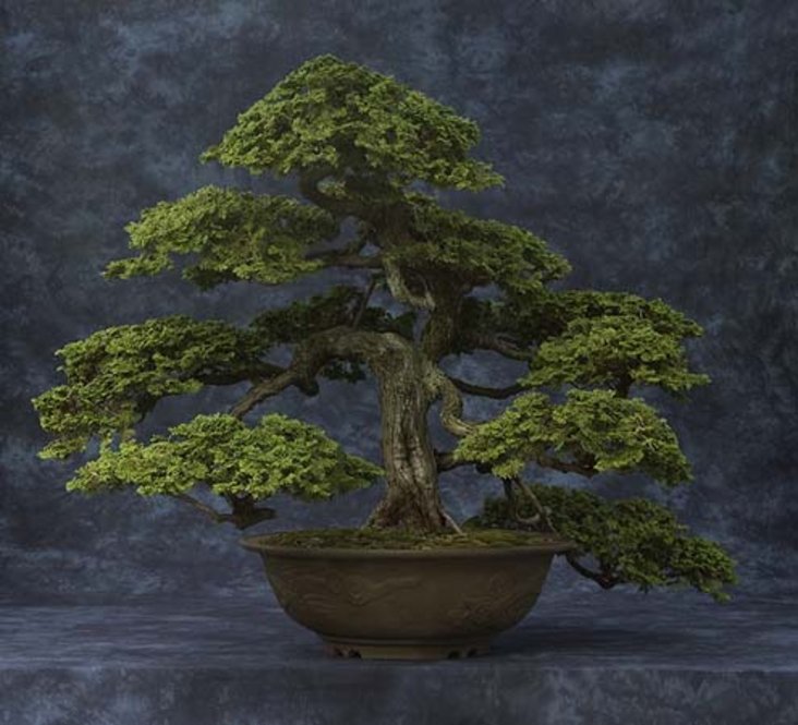 Chamaecyparis obtusa 'Chabo-hiba'