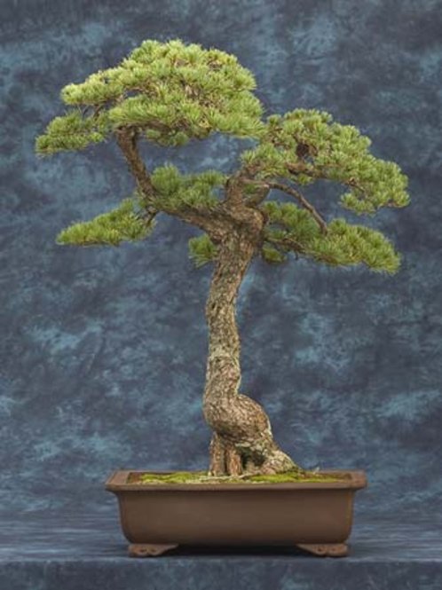 Japanese white pine bonsai