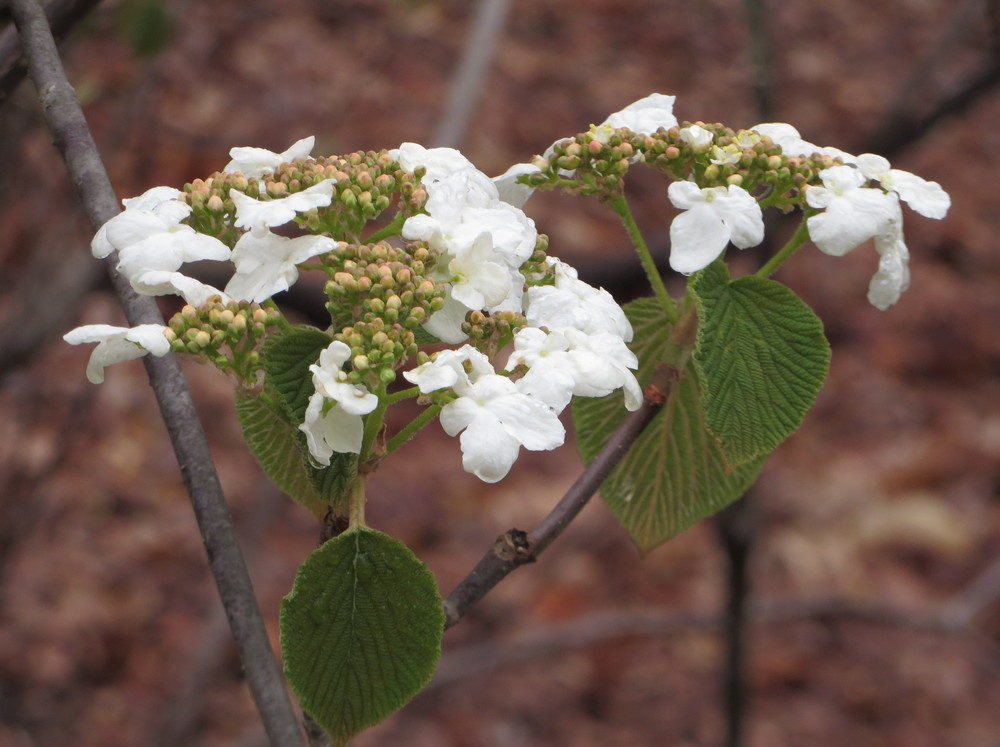 Flowers of Forked Viburnum