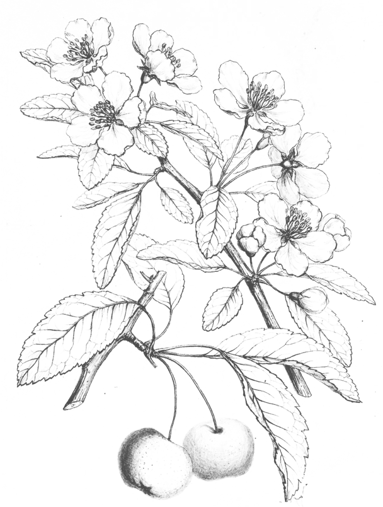 Crabapple illustration by Charles Faxon