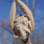 Dormant bud of Forked Viburnum