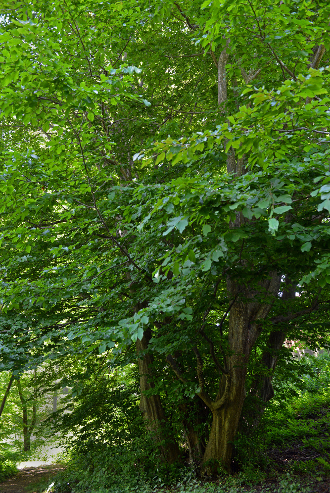 Mature Persian Ironwood (Parrotia persica) with summer foliage.