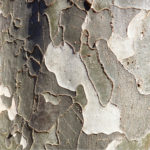 Mottled gray bark of Parrotia persica