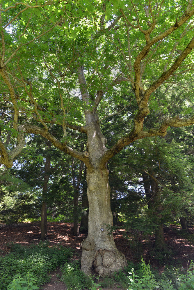 Trunk of Quercus alba