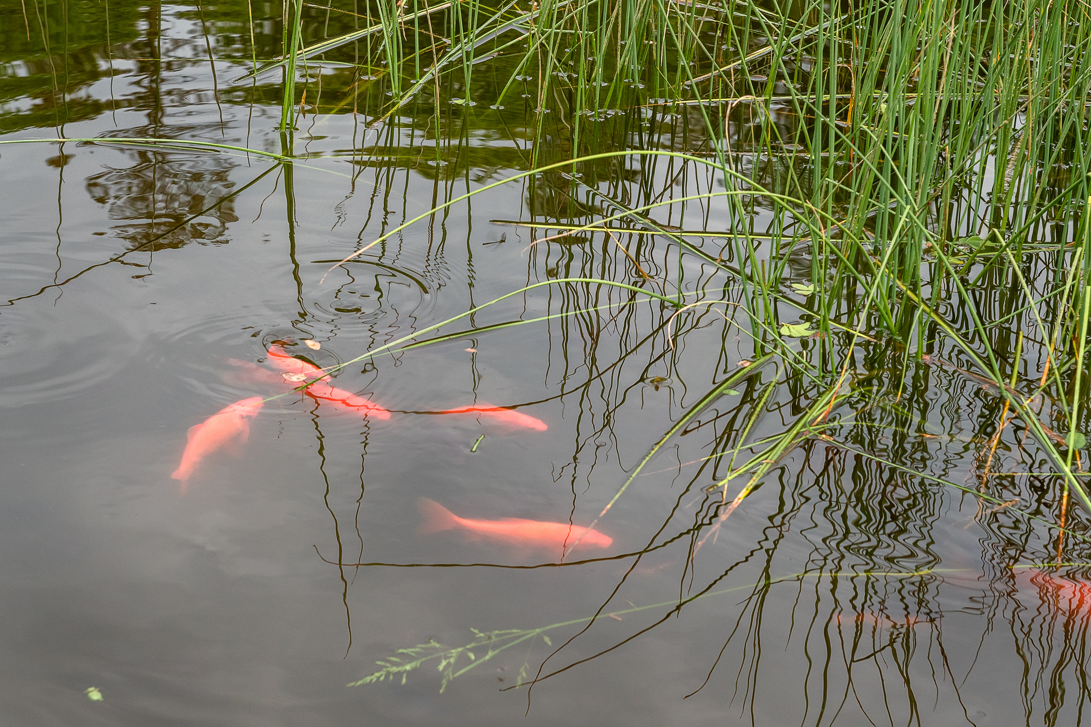 Fish in a pond