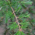 Young foliage of Cedrus libani