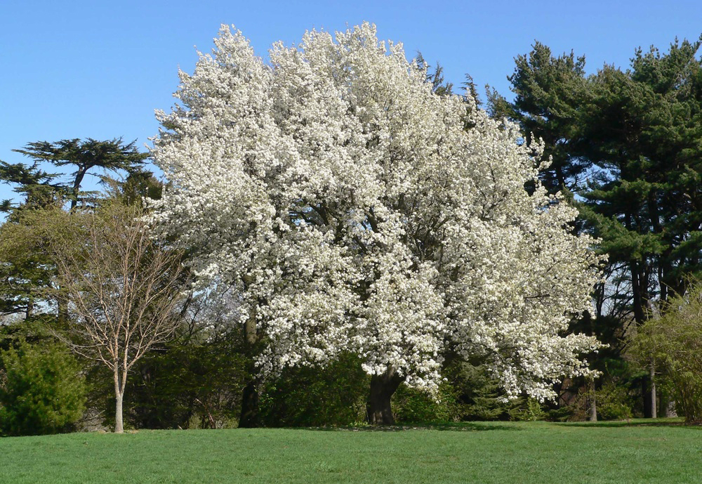 Pyrus pyrifolia in bloom