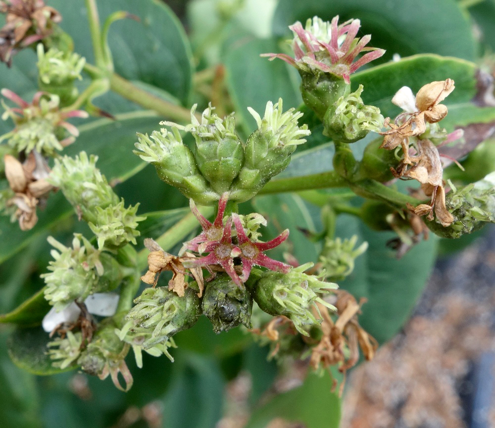 Heptacodium miconioides