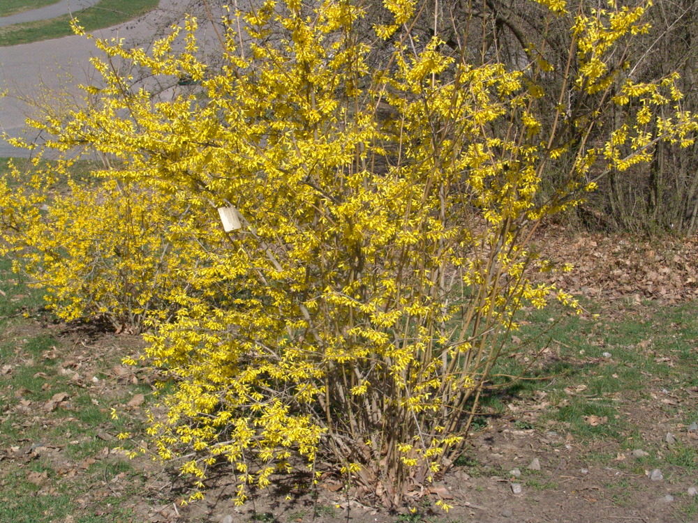 Forsythia 'Meadowlark'