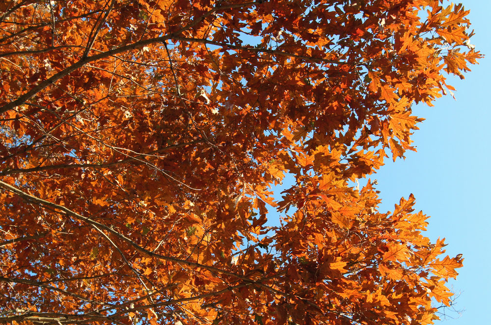 Autumn leaves of Quercus alba