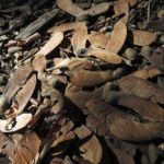 Winged seeds of Acer griseum