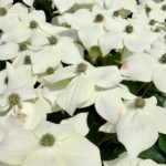 Cornus kousa in full bloom