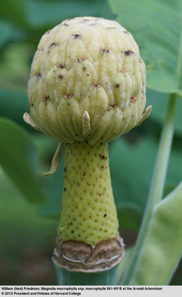 Bigleaf magnolia (Magnolia macrophylla)