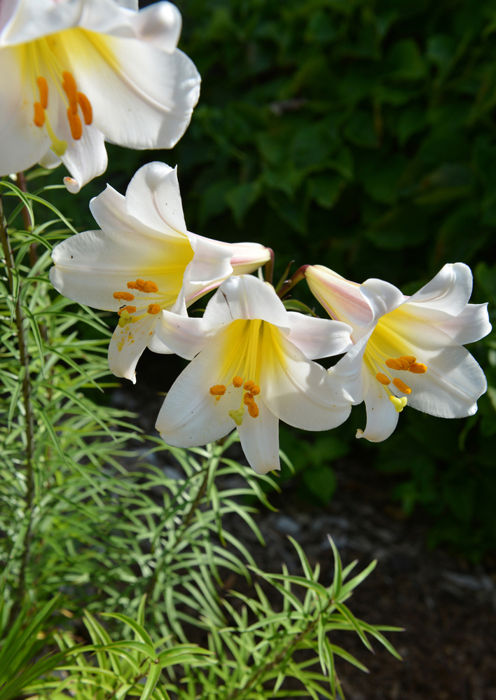 The stunning flowers of Regal Lily.