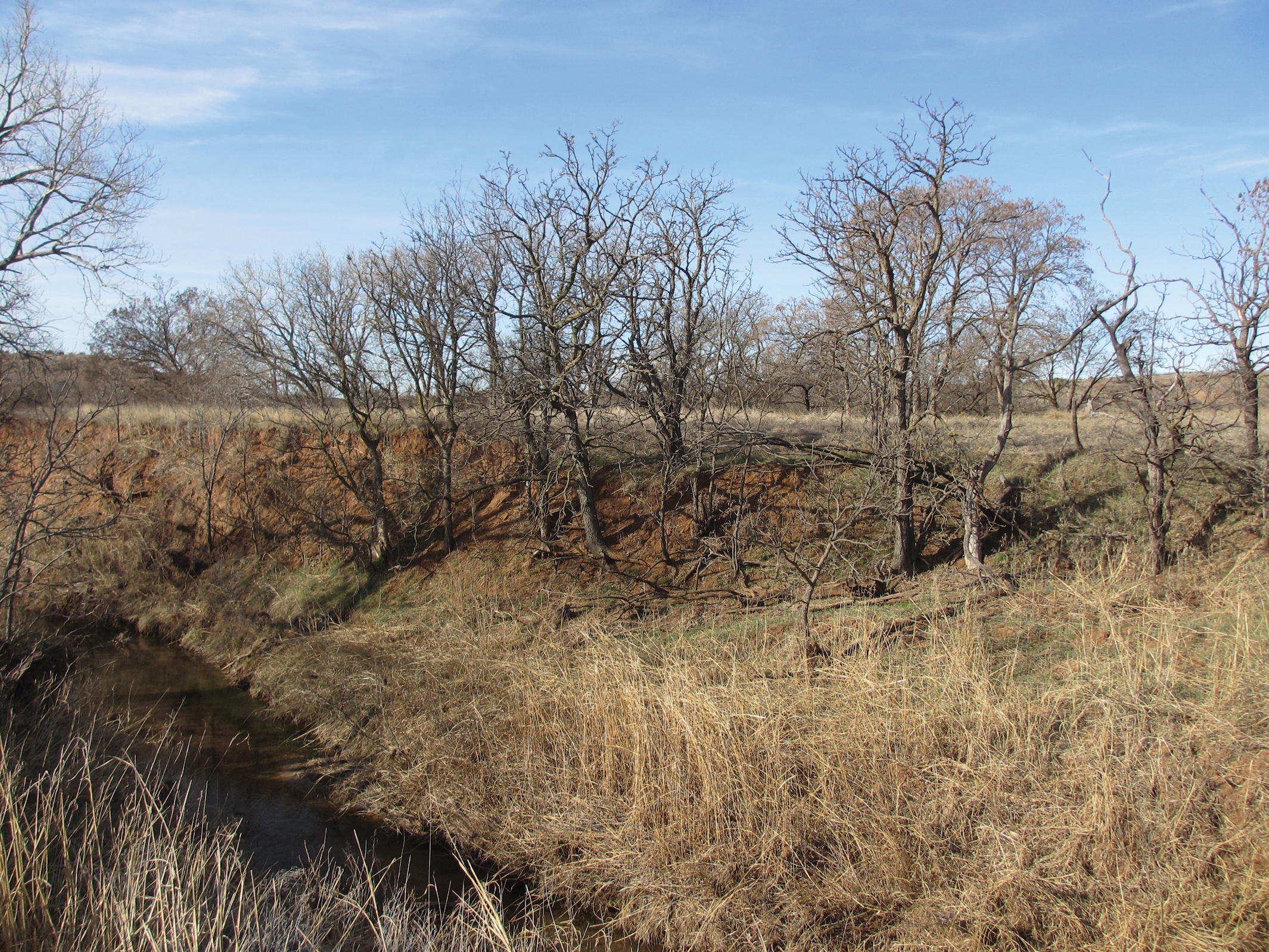 Photo of Kentucky coffeetrees viewed in winter