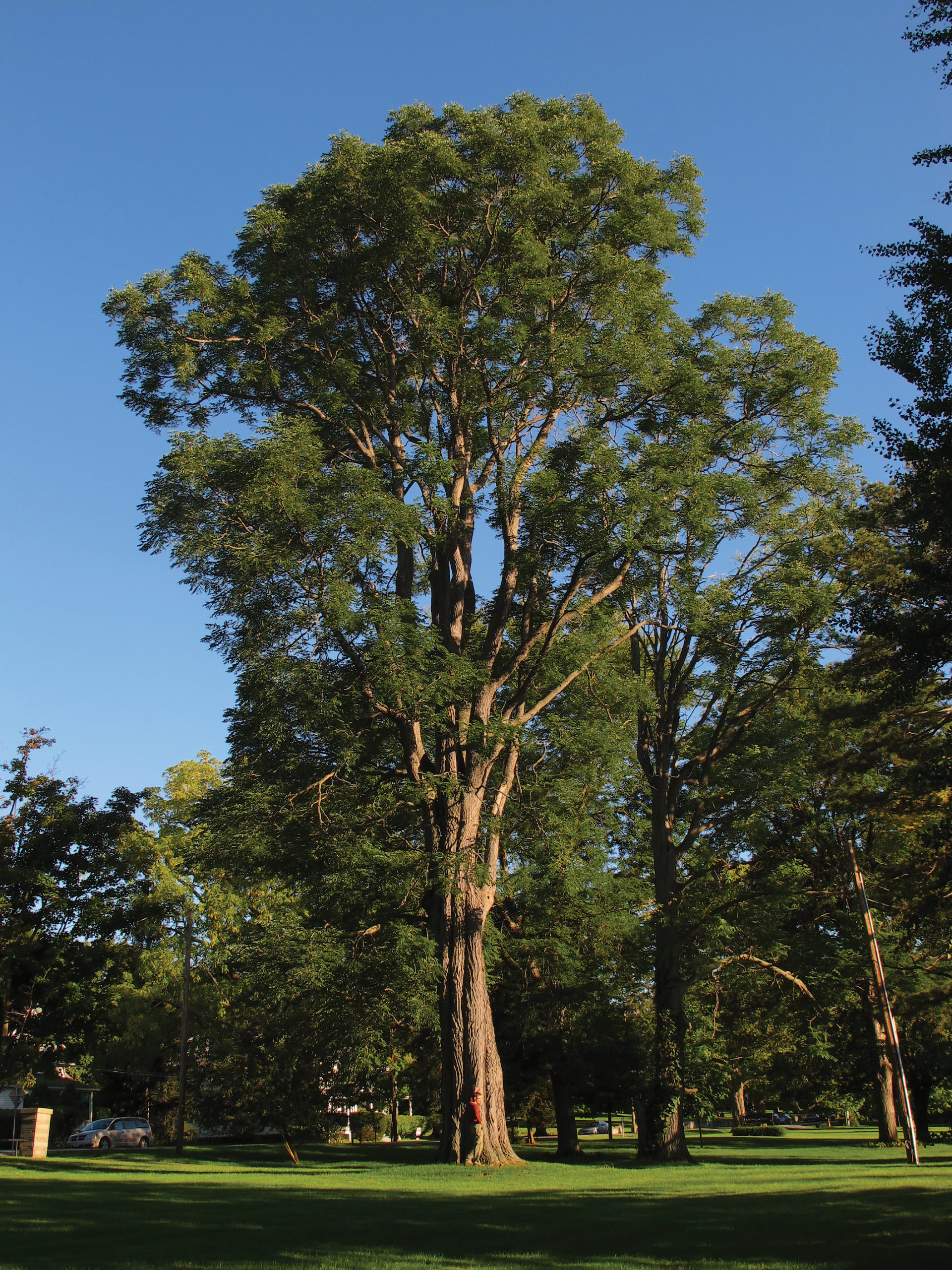 Photo of enormous Kentucky coffeetree