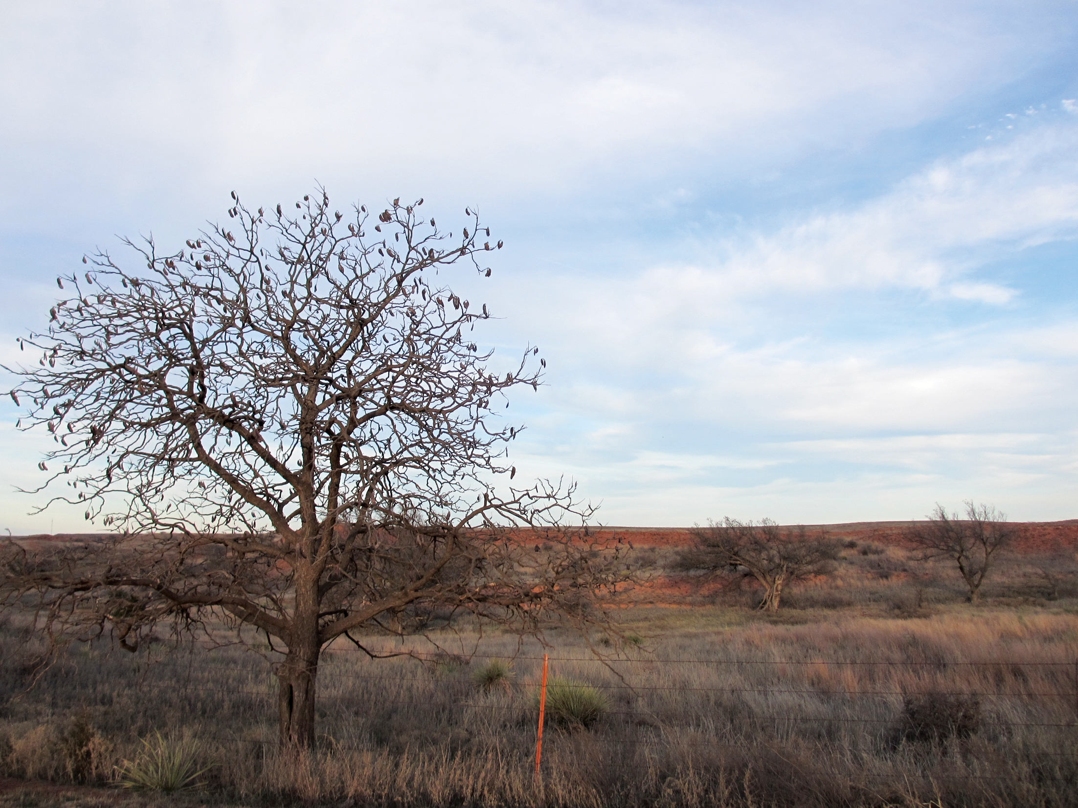 Photo of lone Kentucky coffeetree standing along open roadside