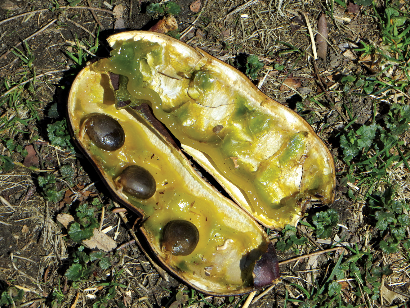 Photo of open coffeetree pod