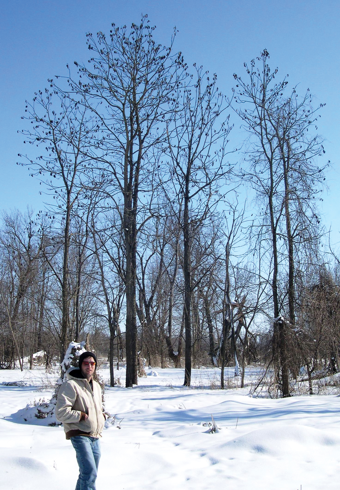 Photo of author with grove of Kentucky coffeetrees